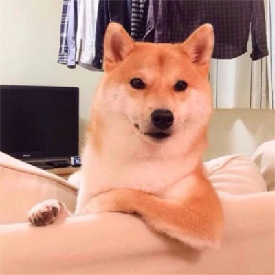 好看萌宠头像