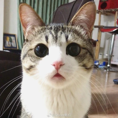 好看萌宠头像