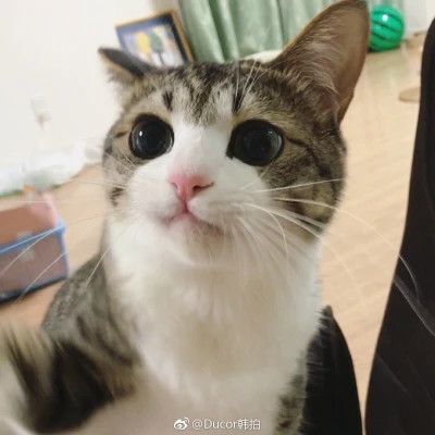 好看萌宠头像