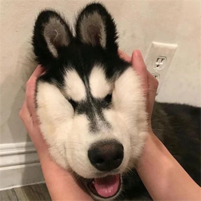 好看萌宠头像