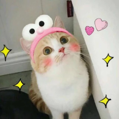 好看萌宠头像