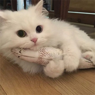 好看萌宠头像