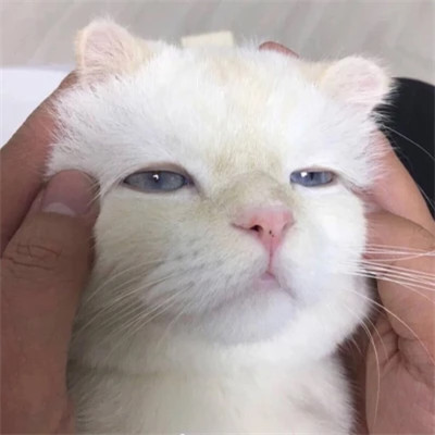 好看萌宠头像