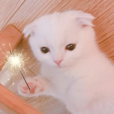 好看萌宠头像