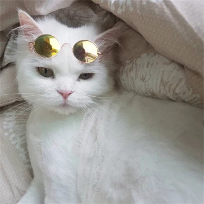 好看萌宠头像