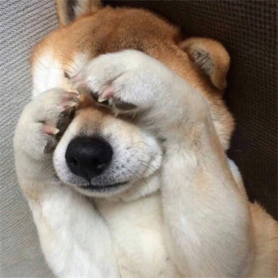 好看萌宠头像