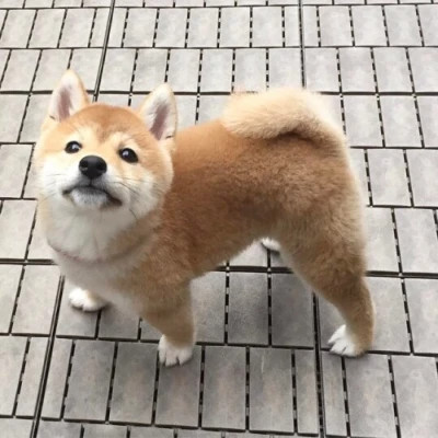好看萌宠头像
