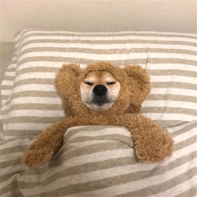 好看萌宠头像