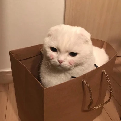 好看萌宠头像