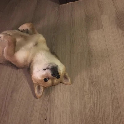 好看萌宠头像