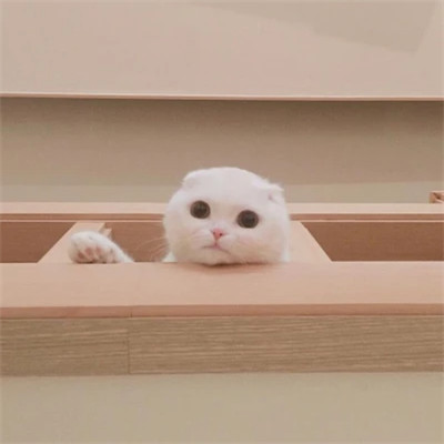 萌宠头像图片高清