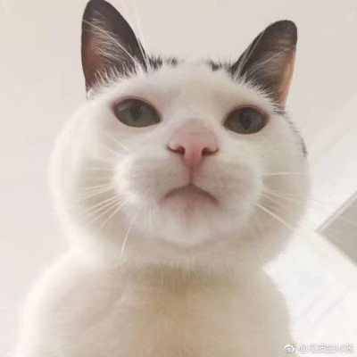 萌宠头像图片高清