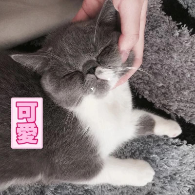 萌宠头像图片高清
