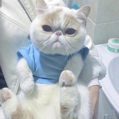 萌宠头像图片高清