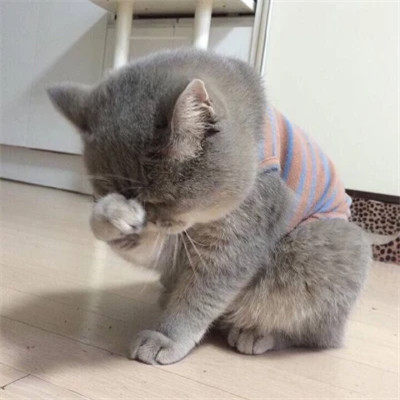萌宠头像图片高清