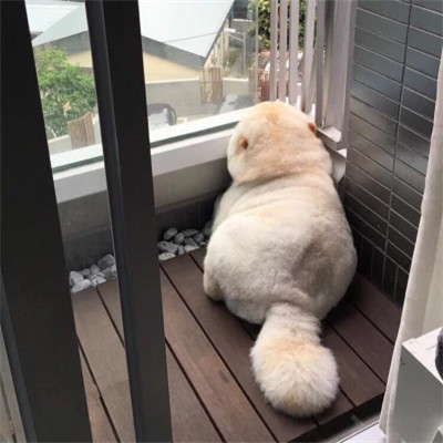 最萌最可爱的萌宠头像