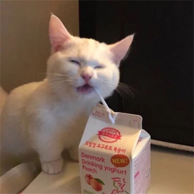 最萌最可爱的萌宠头像