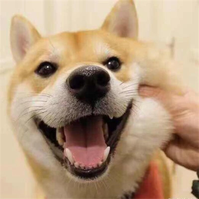 最萌最可爱的萌宠头像