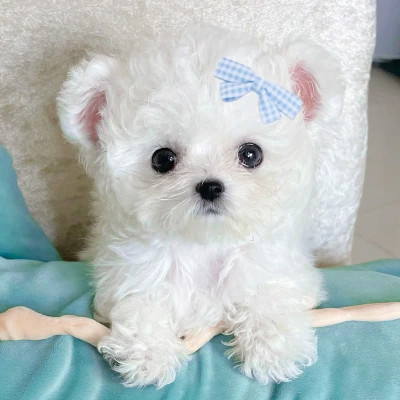 好看的公仔图片头像