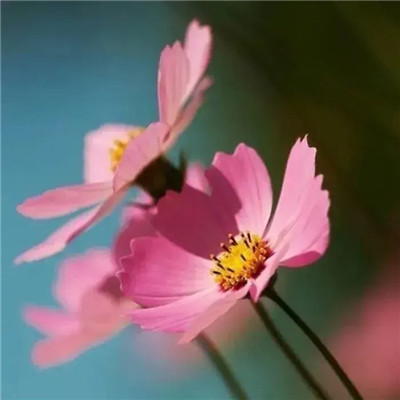 2025最火爆的花图片头像