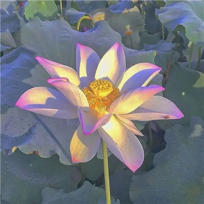 2025最火爆的花图片头像