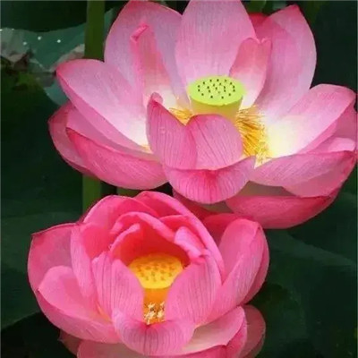2025最火爆的花图片头像