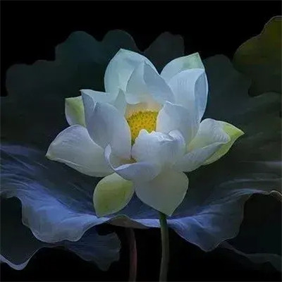 2025最火爆的花图片头像