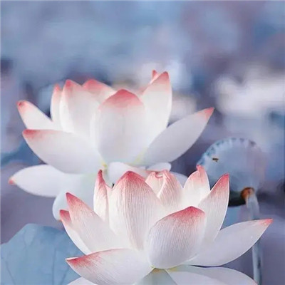 2025最火爆的花图片头像