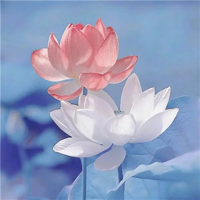 2025最火爆的花图片头像