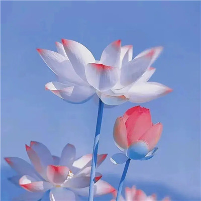 2025最火爆的花图片头像