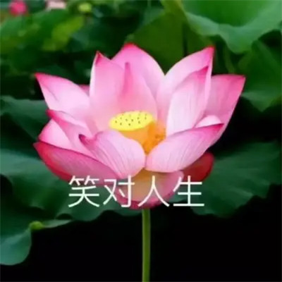 2025荷花微信头像