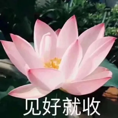 2025荷花微信头像
