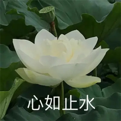 2025荷花微信头像