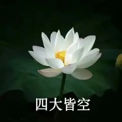 2025荷花微信头像