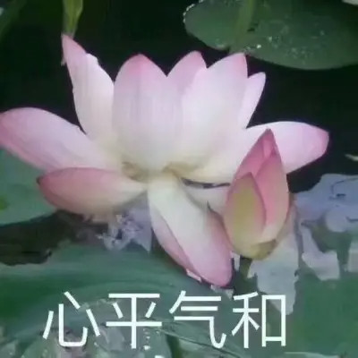 2025荷花微信头像