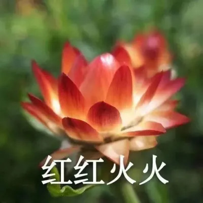 2025荷花微信头像