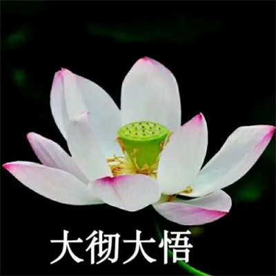 2025荷花微信头像