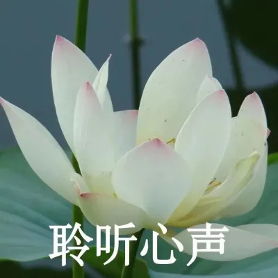 2025荷花微信头像