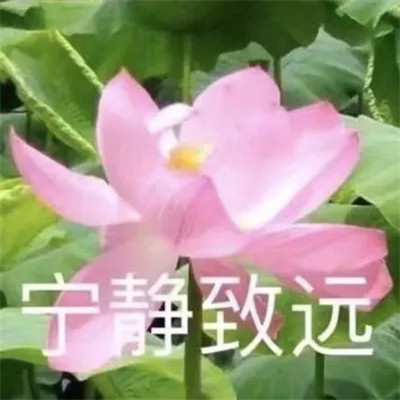 2025荷花微信头像