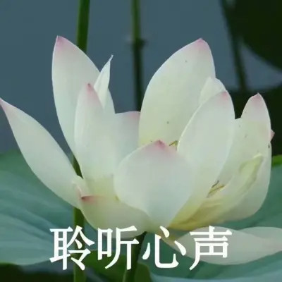 2025荷花微信头像