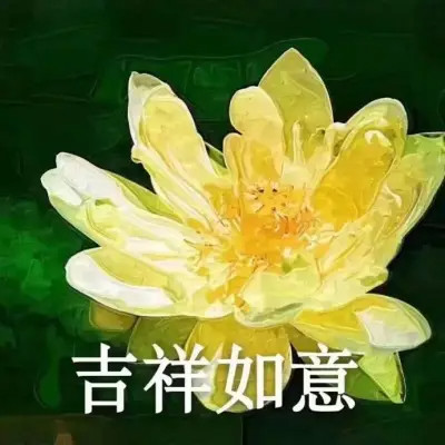 2025荷花微信头像