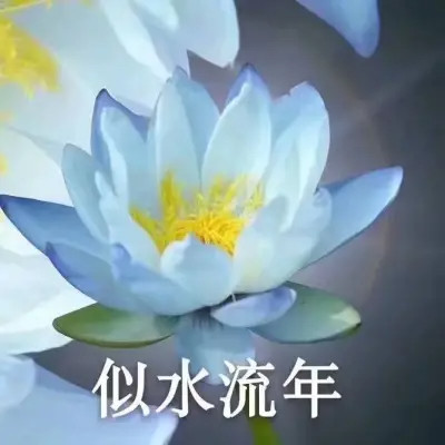 2025荷花微信头像