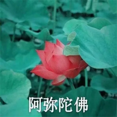 2025荷花微信头像