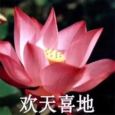 2025荷花微信头像