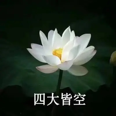 2025荷花微信头像