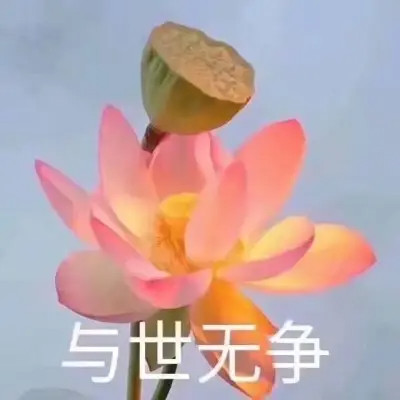 2025荷花微信头像
