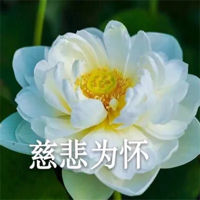 2025荷花微信头像