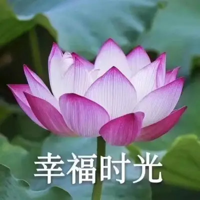2025荷花微信头像