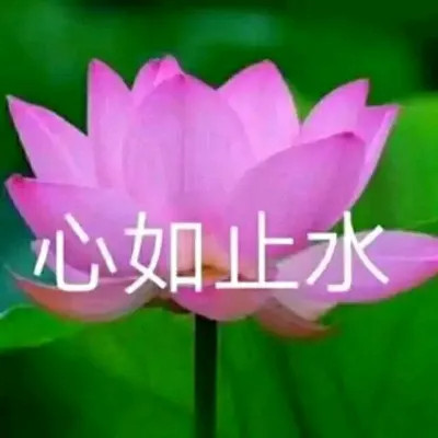 2025荷花微信头像