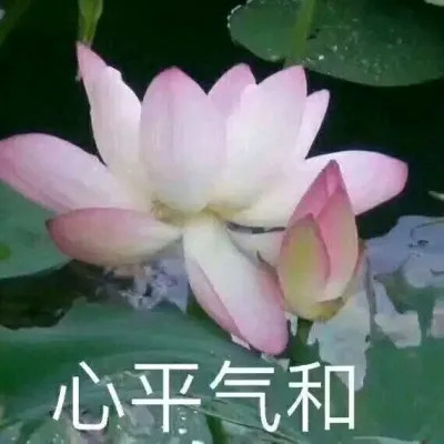 2025荷花微信头像